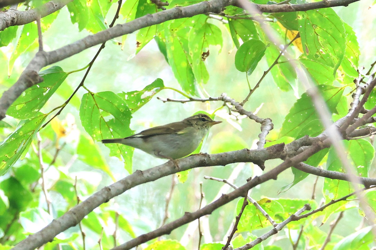 Kamchatka Leaf Warbler - ML649435725