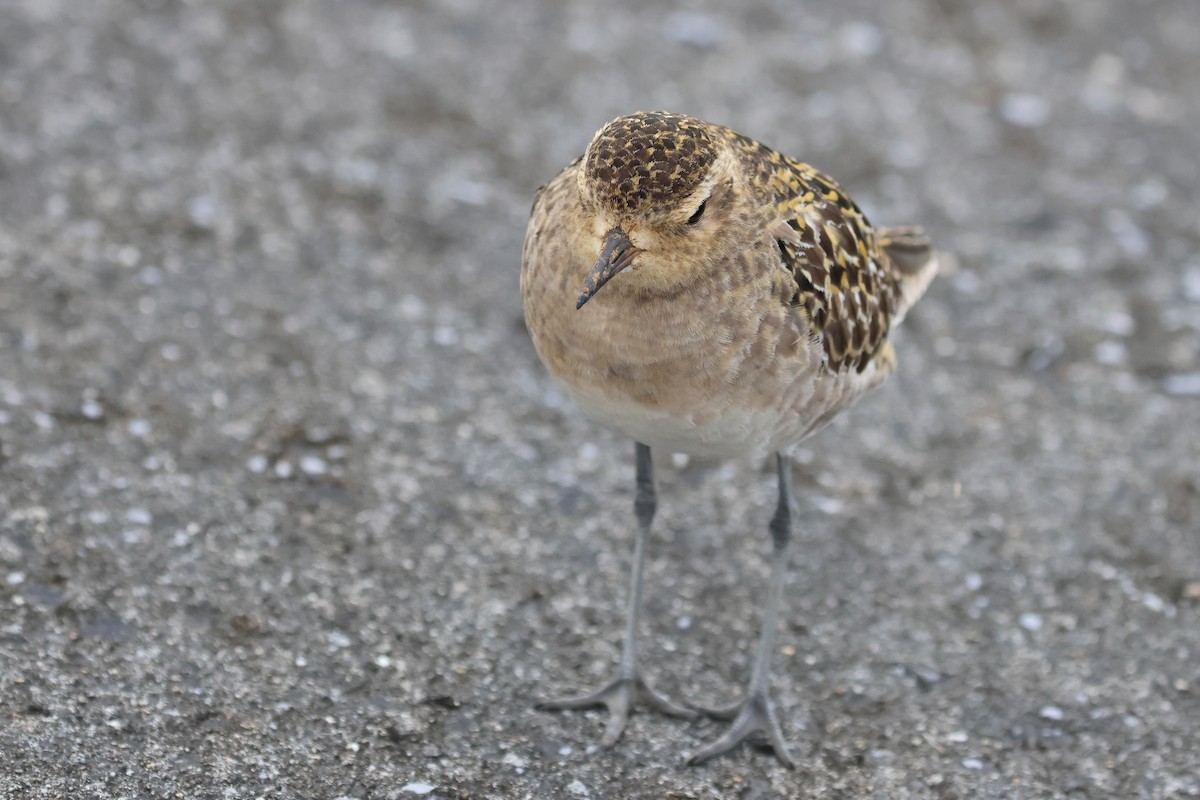 Pacific Golden-Plover - ML649435726