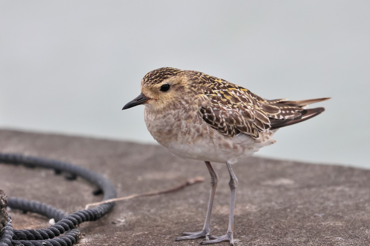 Pacific Golden-Plover - ML649435727