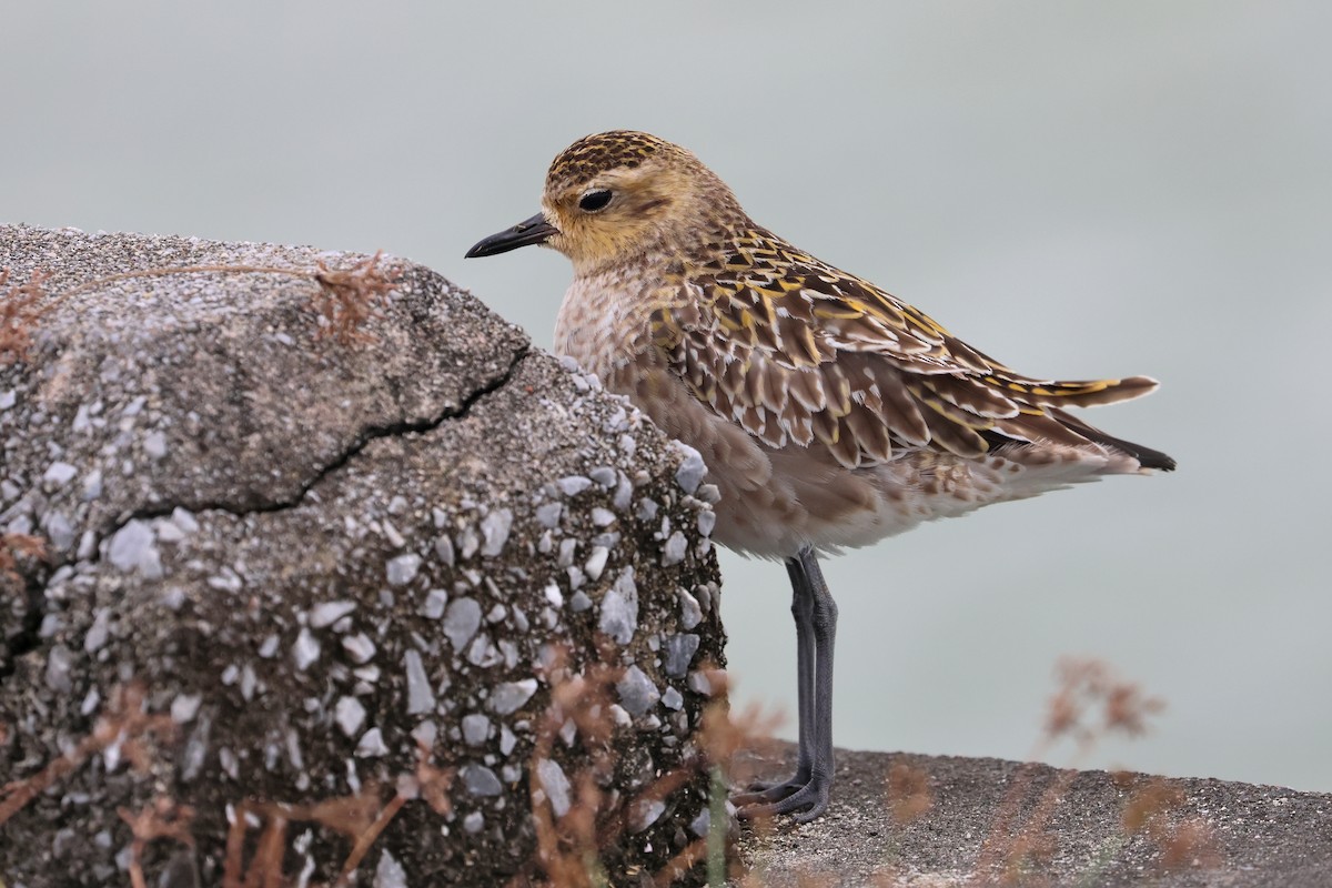 Pacific Golden-Plover - ML649435731