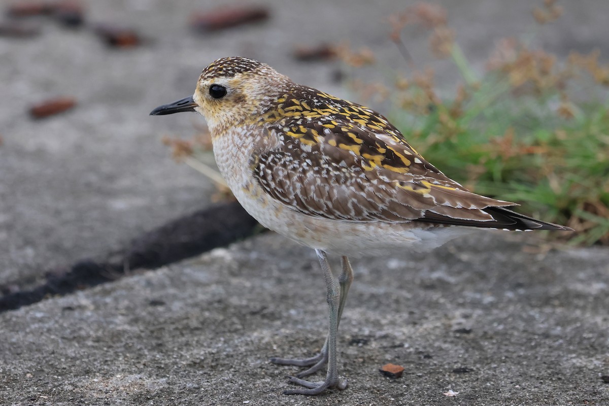 Pacific Golden-Plover - ML649435732