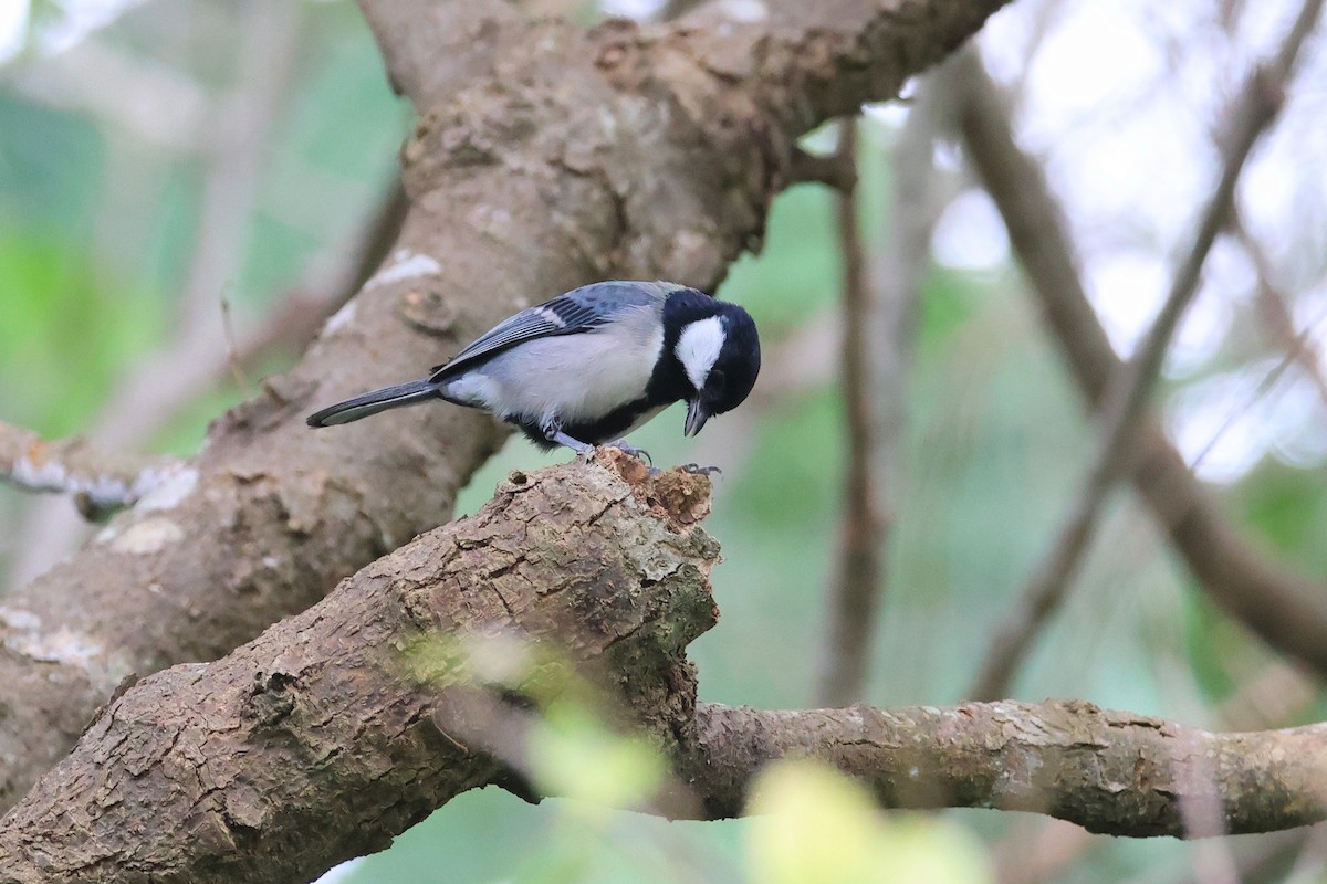 Asian Tit - ML649435738