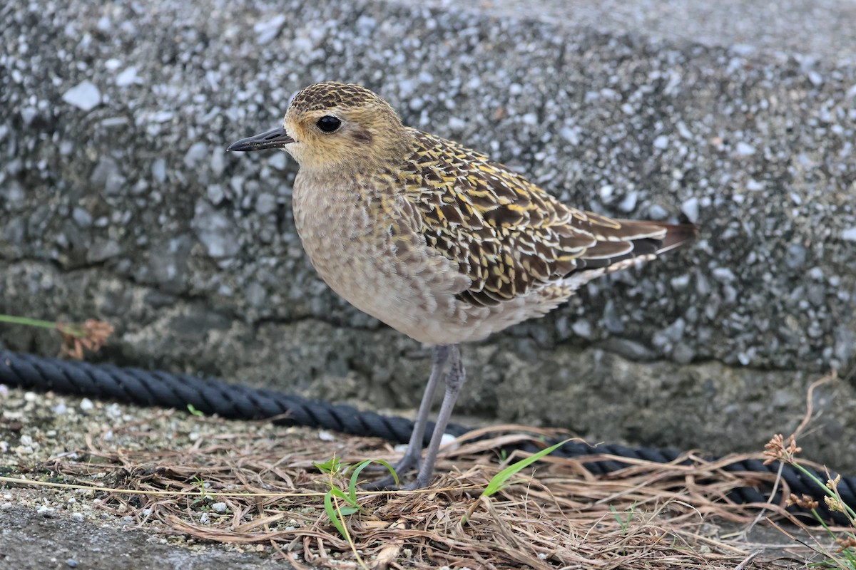 Pacific Golden-Plover - ML649435739