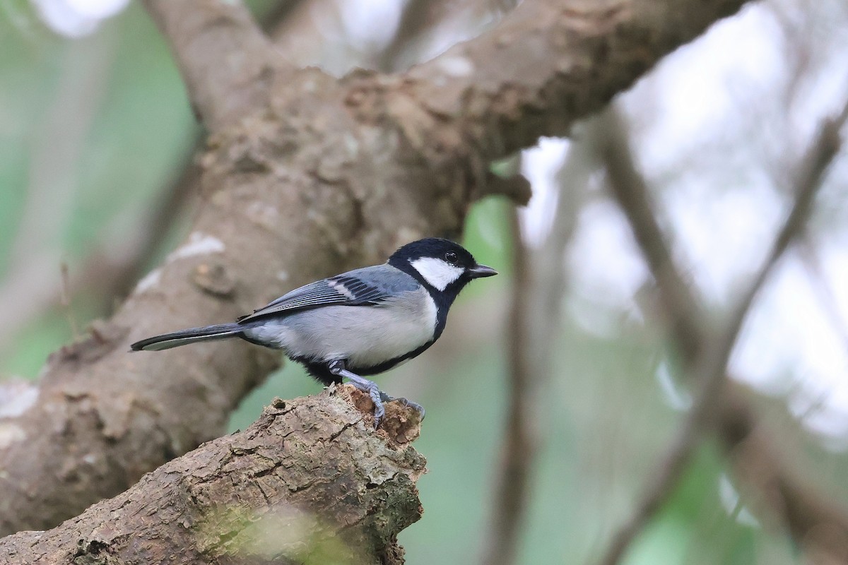 Asian Tit - ML649435740