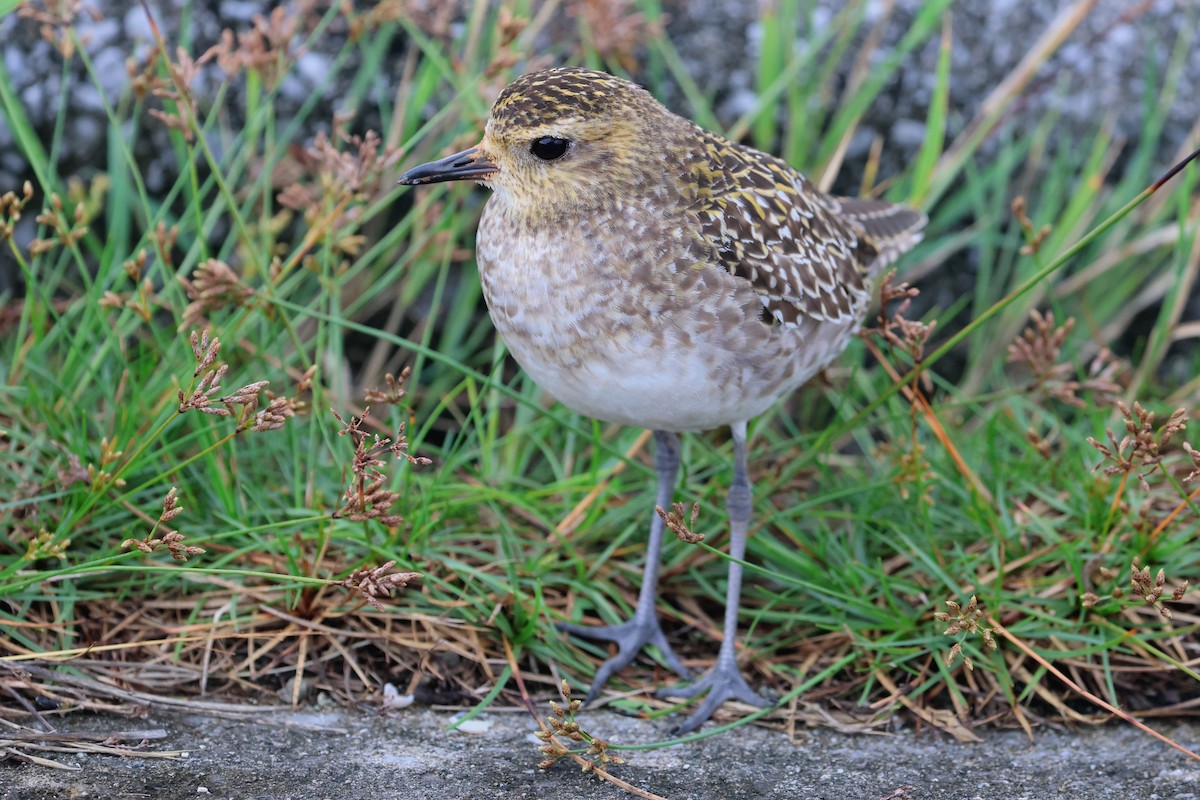 Pacific Golden-Plover - ML649435741