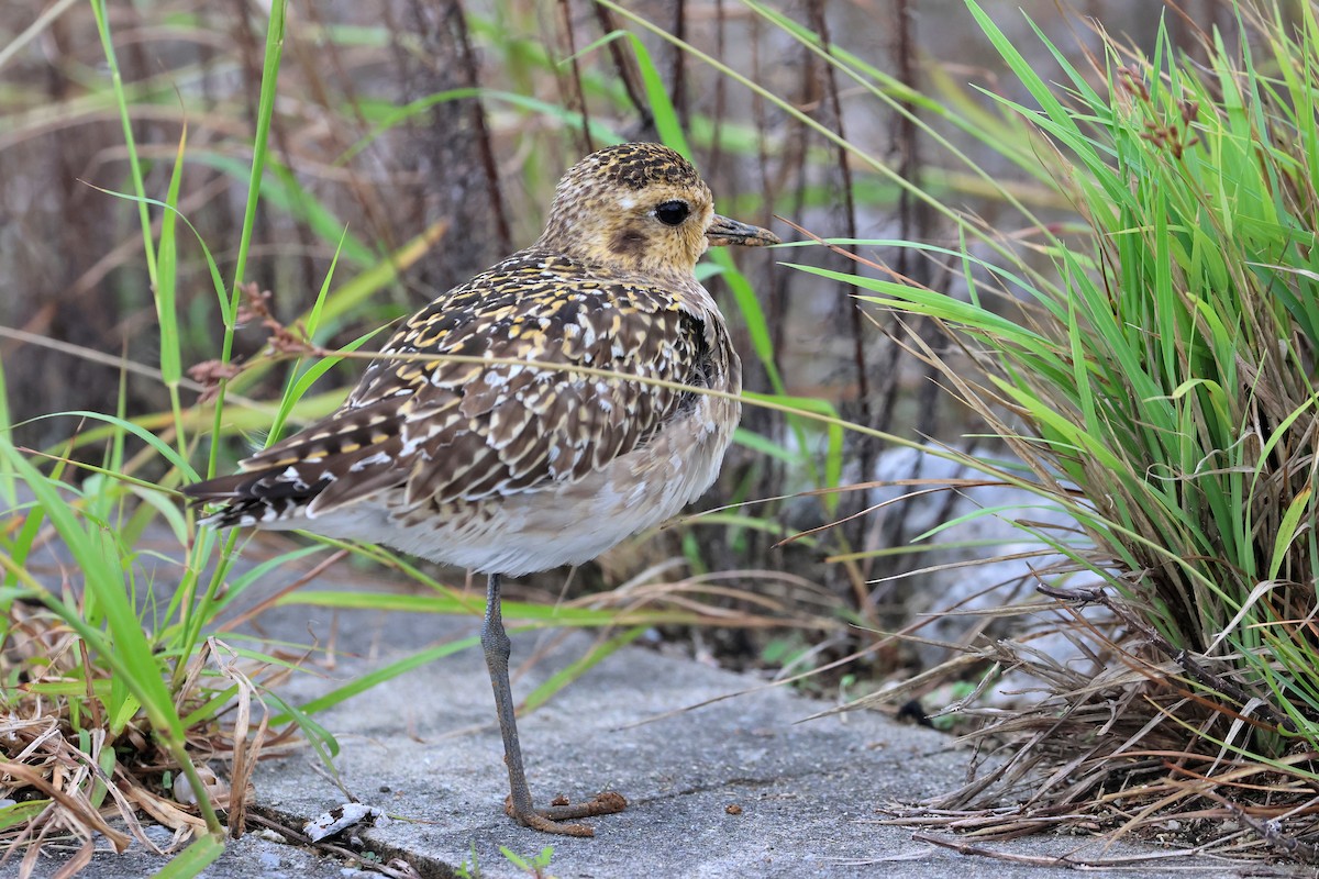 Pacific Golden-Plover - ML649435742