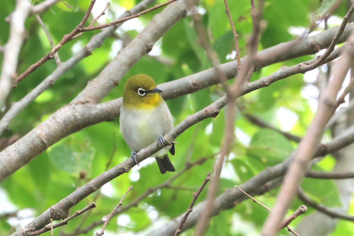 Warbling White-eye - ML649435745