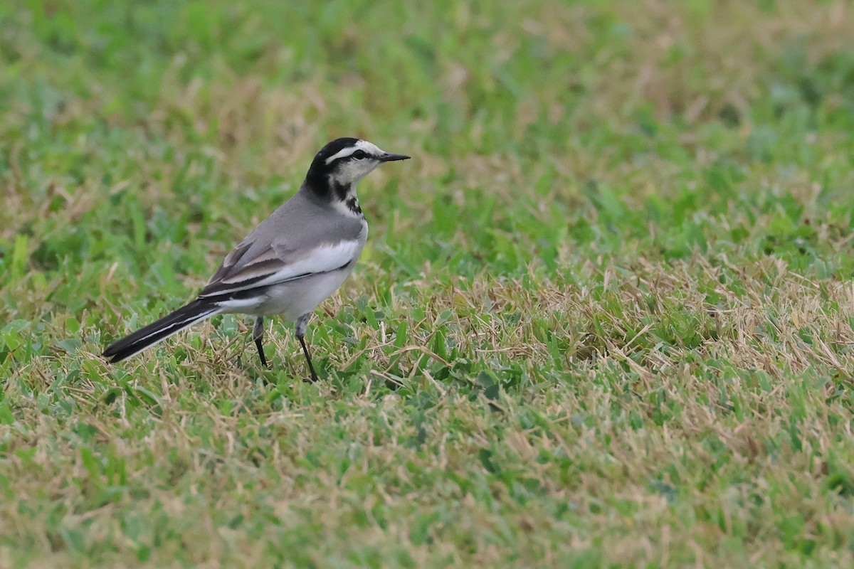 White Wagtail (Black-backed) - ML649435753