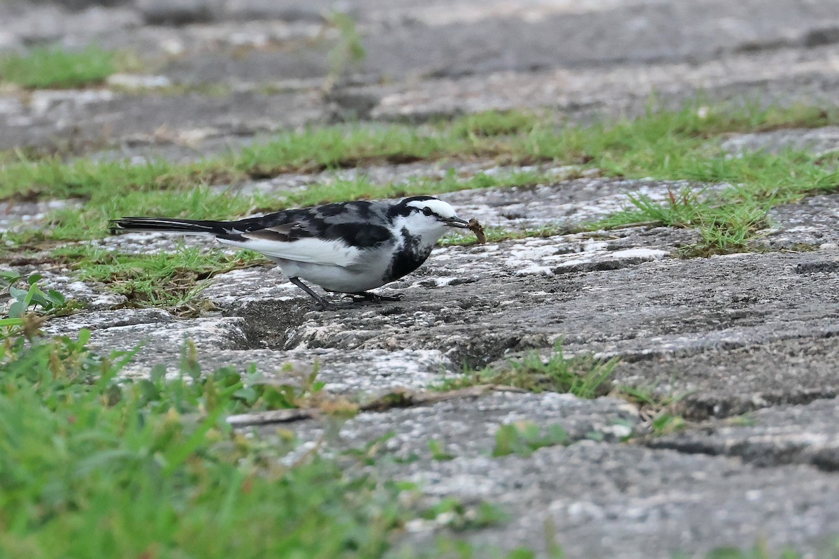White Wagtail (Black-backed) - ML649435754