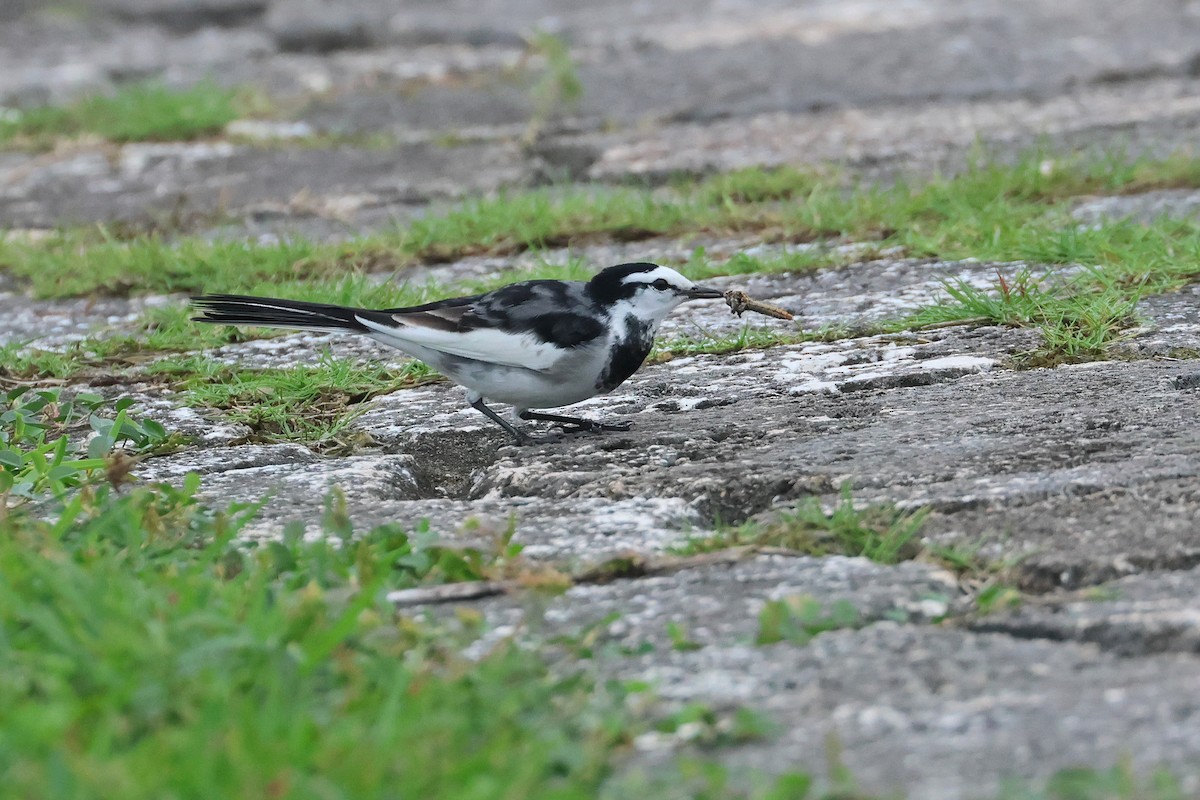 White Wagtail (Black-backed) - ML649435755