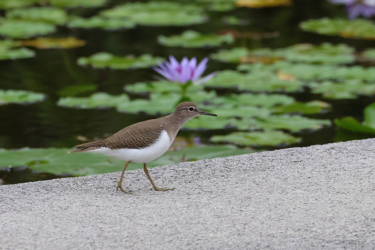 Common Sandpiper - ML649435756