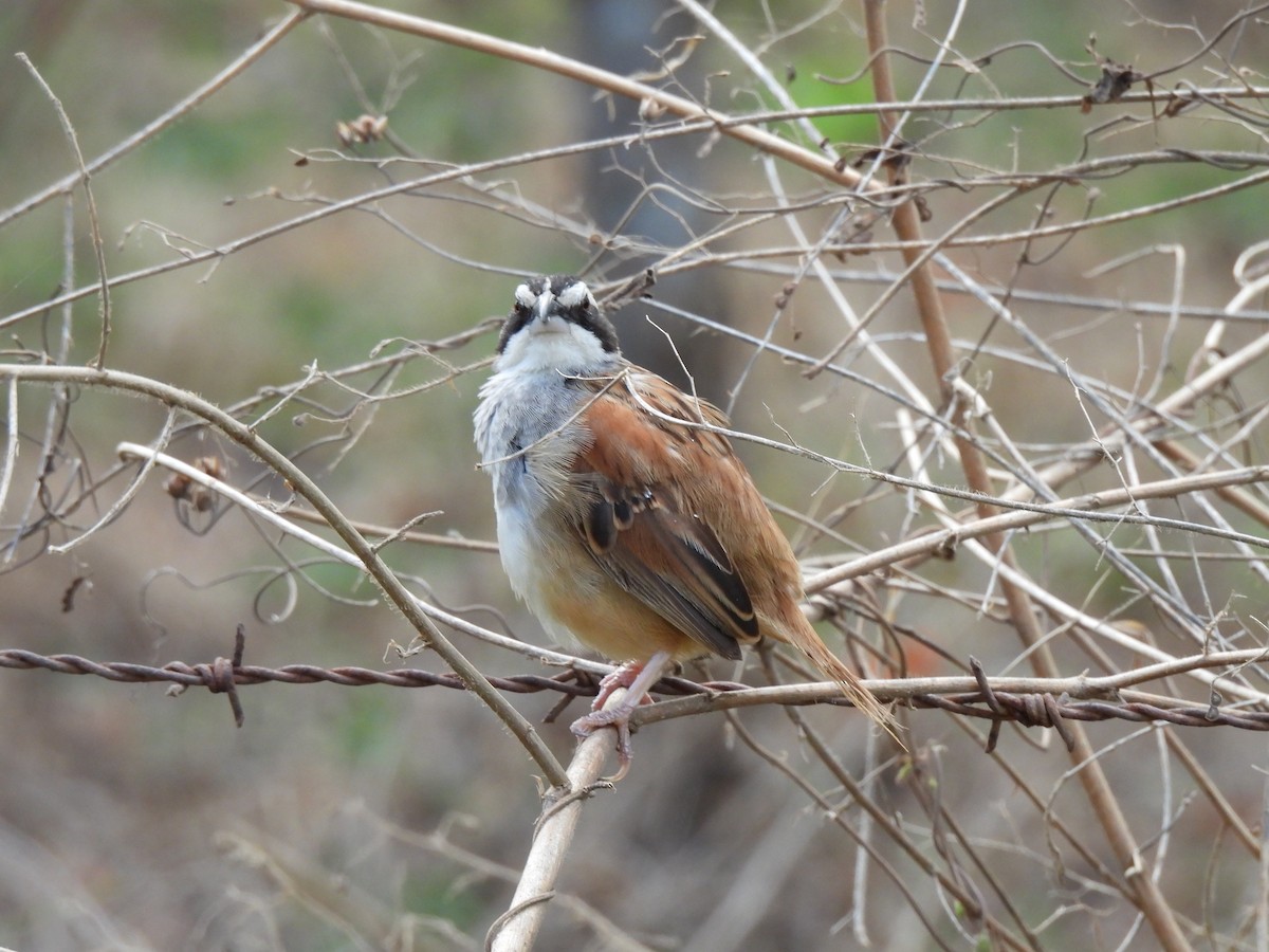 Stripe-headed Sparrow - ML649435771