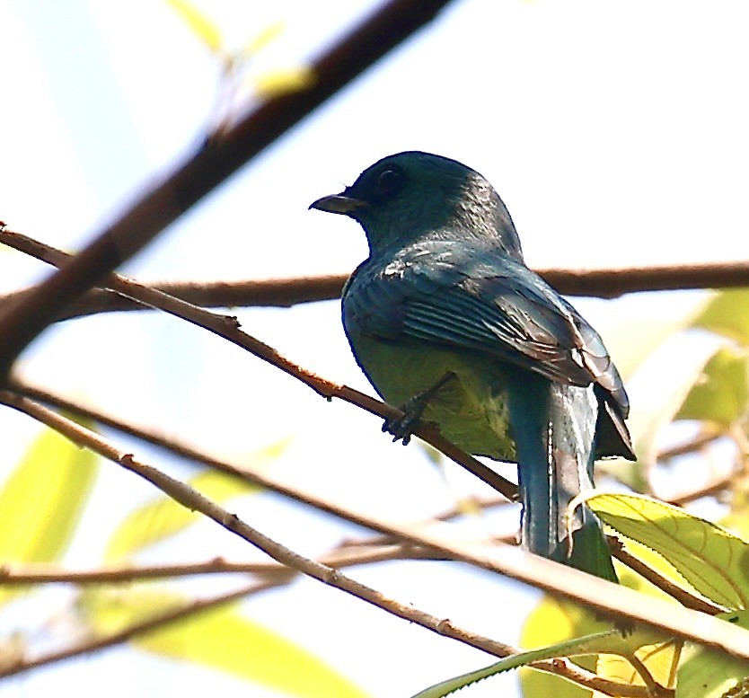 Verditer Flycatcher - ML649435800