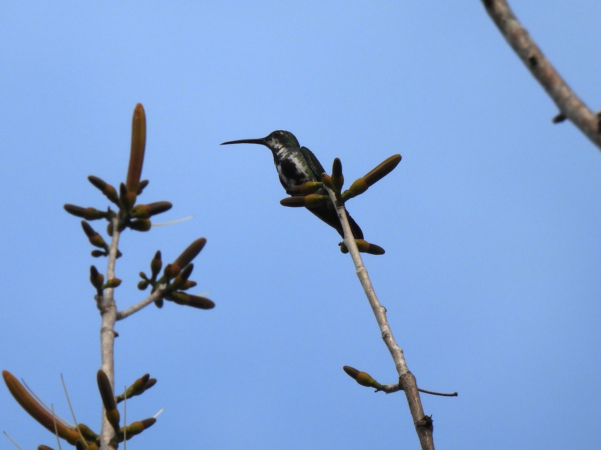 Green-breasted Mango - ML649435847