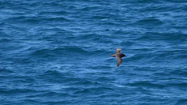 Weißkinn-Sturmvogel - ML649435870