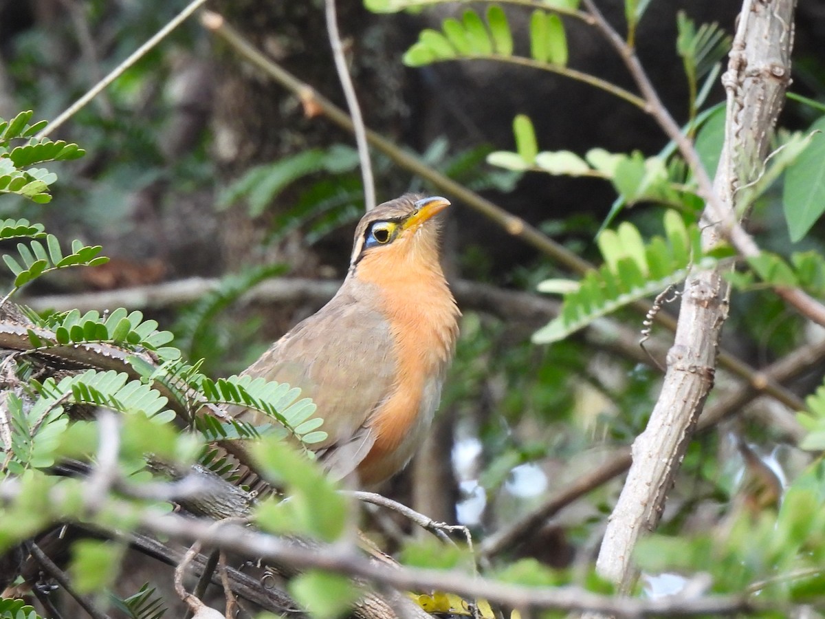 Lesser Ground-Cuckoo - ML649435947