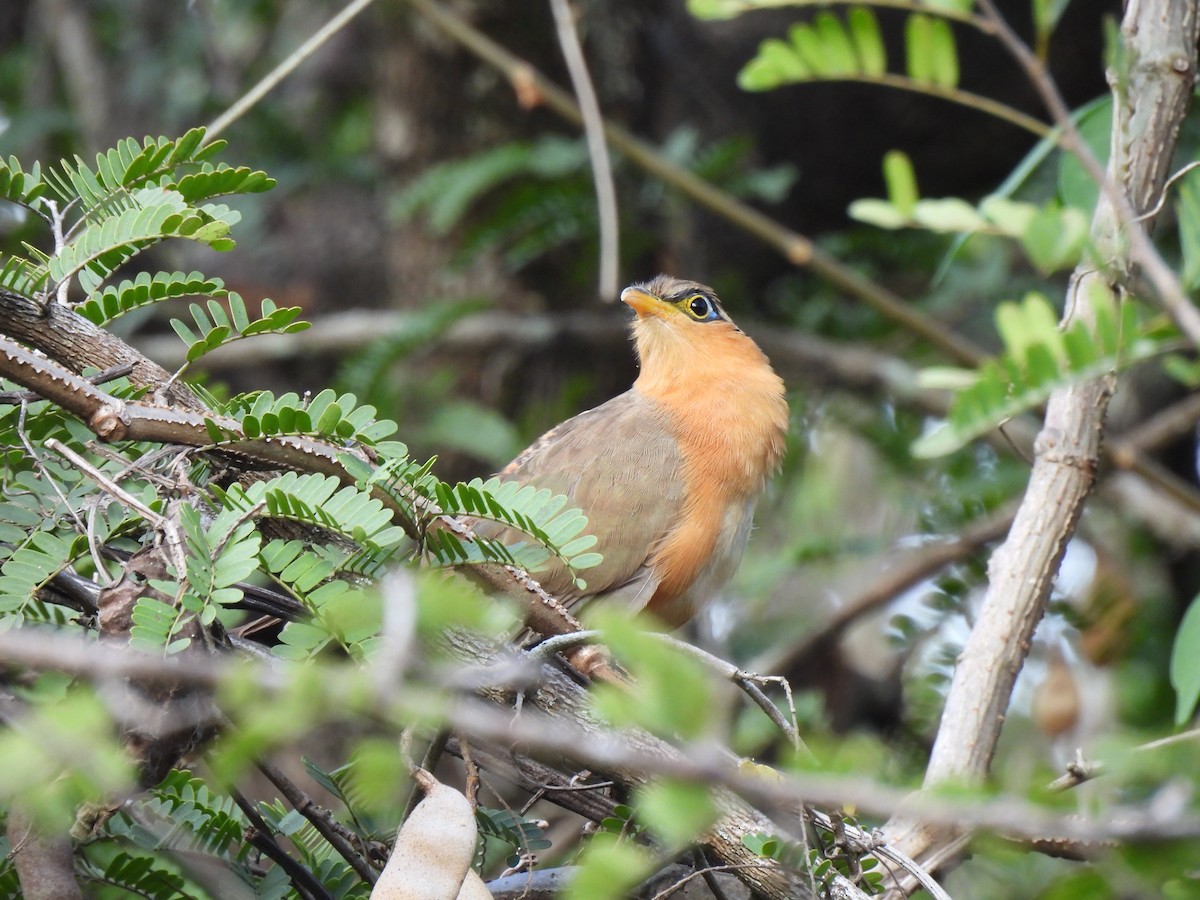 Lesser Ground-Cuckoo - ML649435958