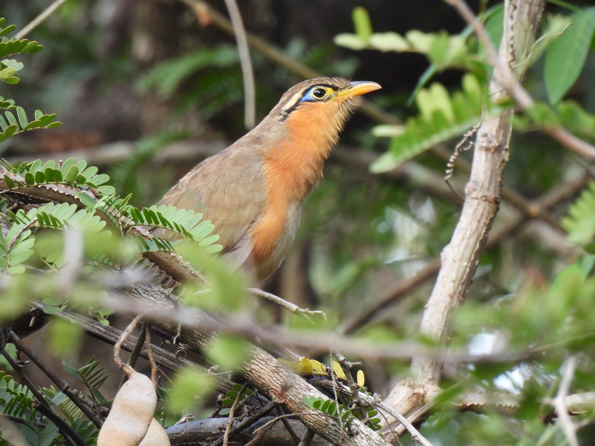 Lesser Ground-Cuckoo - ML649435965