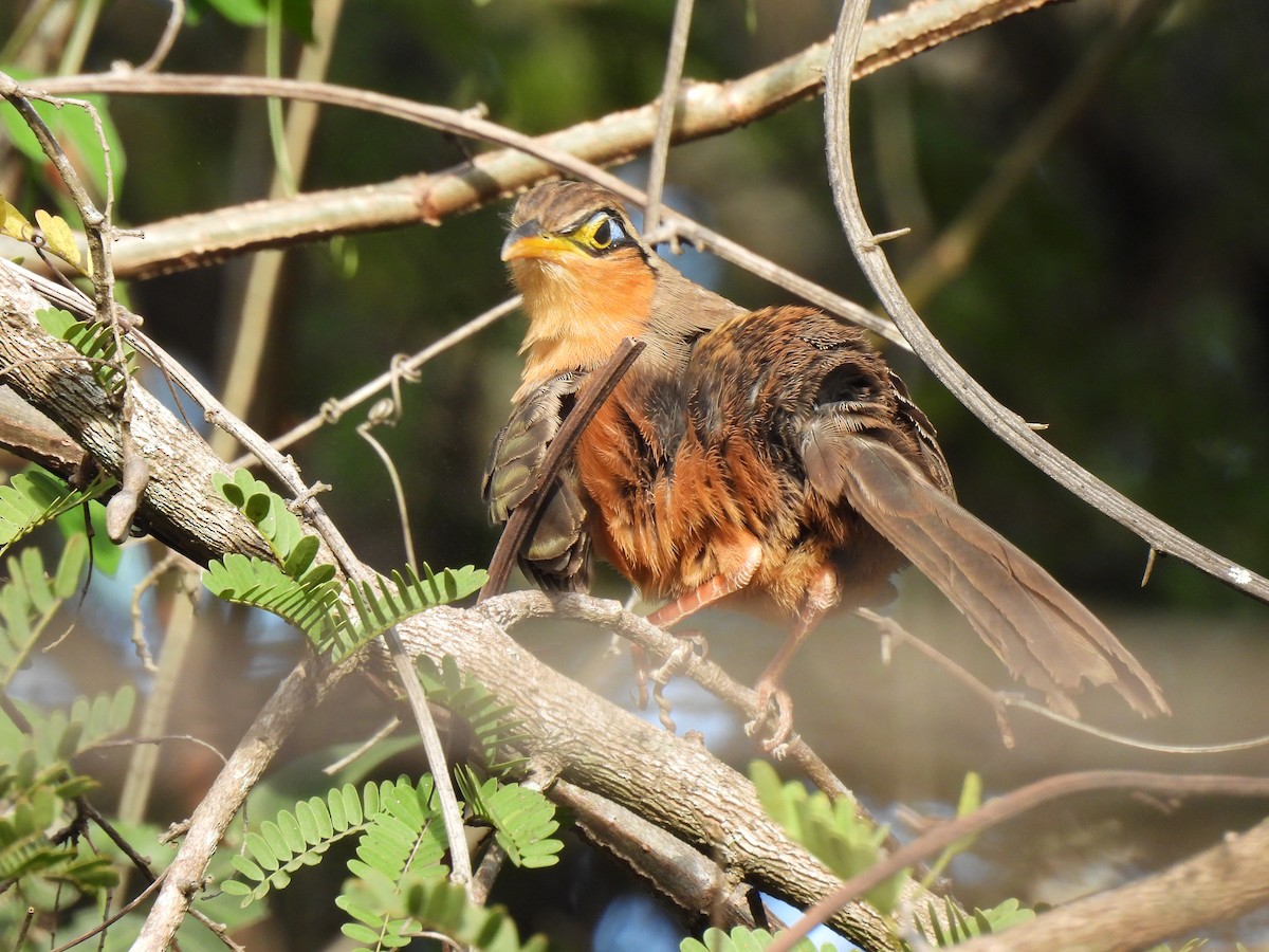 Lesser Ground-Cuckoo - ML649435989