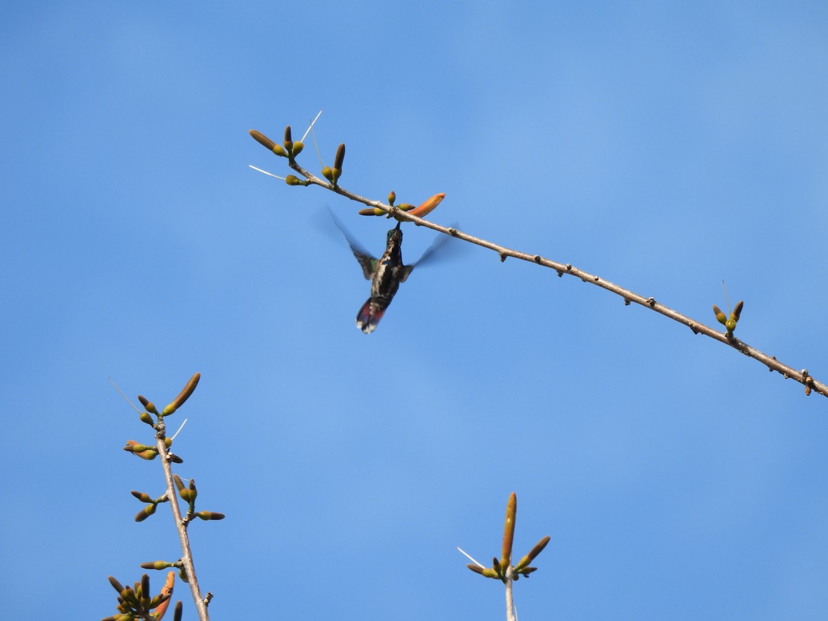 Green-breasted Mango - ML649436022