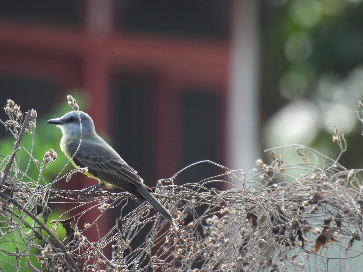 Tropical Kingbird - ML649436219