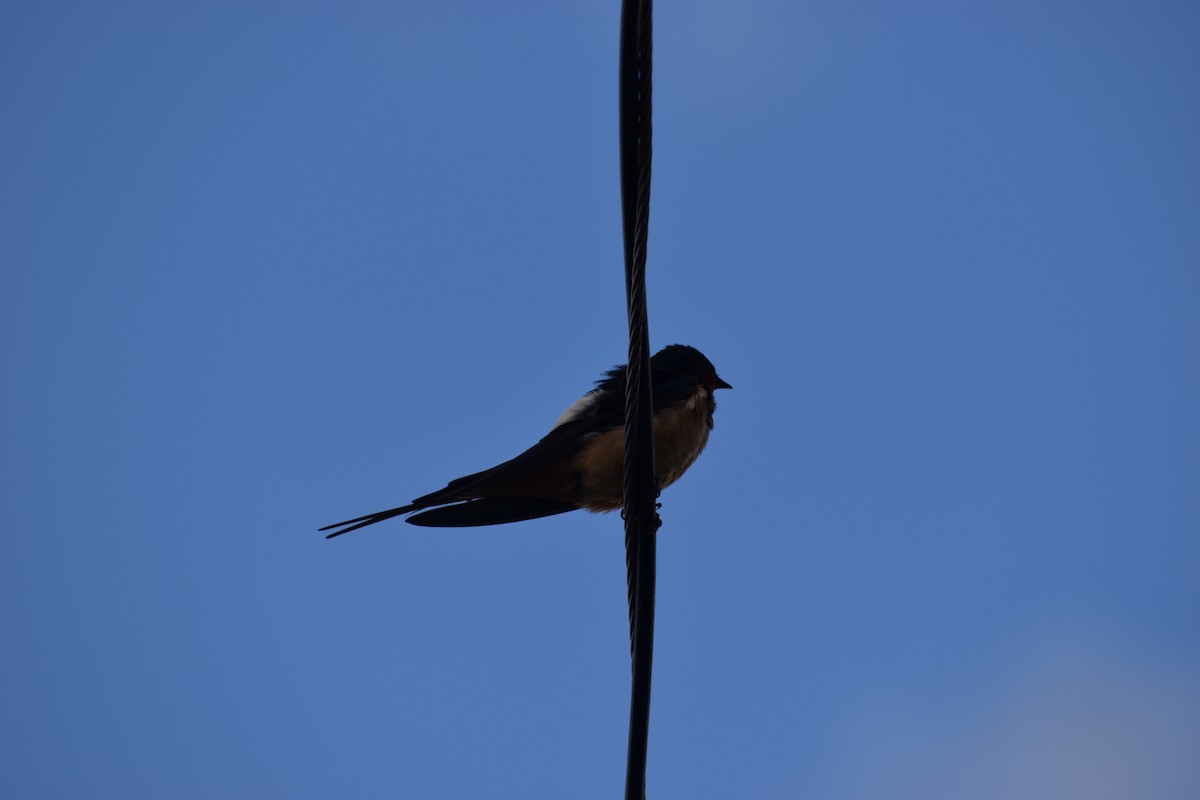 Ластівка сільська - ML649436263