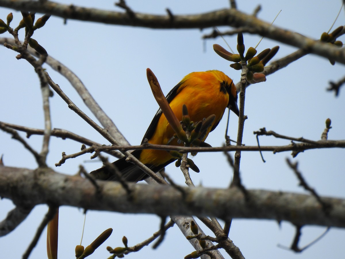 Streak-backed Oriole - ML649436284