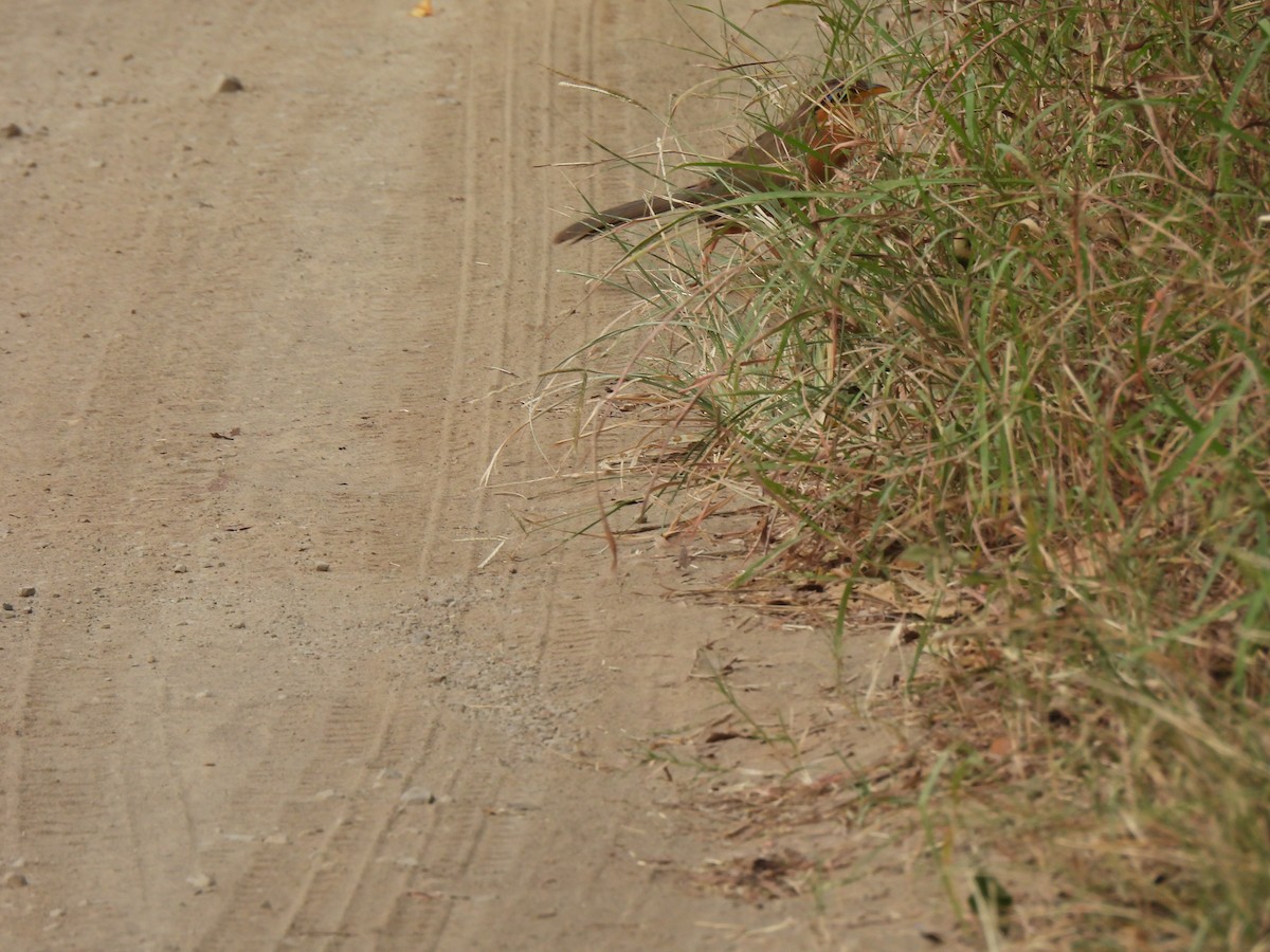 Lesser Ground-Cuckoo - ML649436292