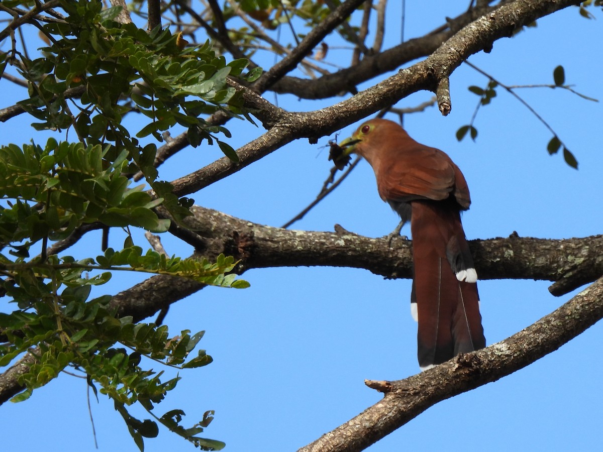 Common Squirrel-Cuckoo - ML649436398