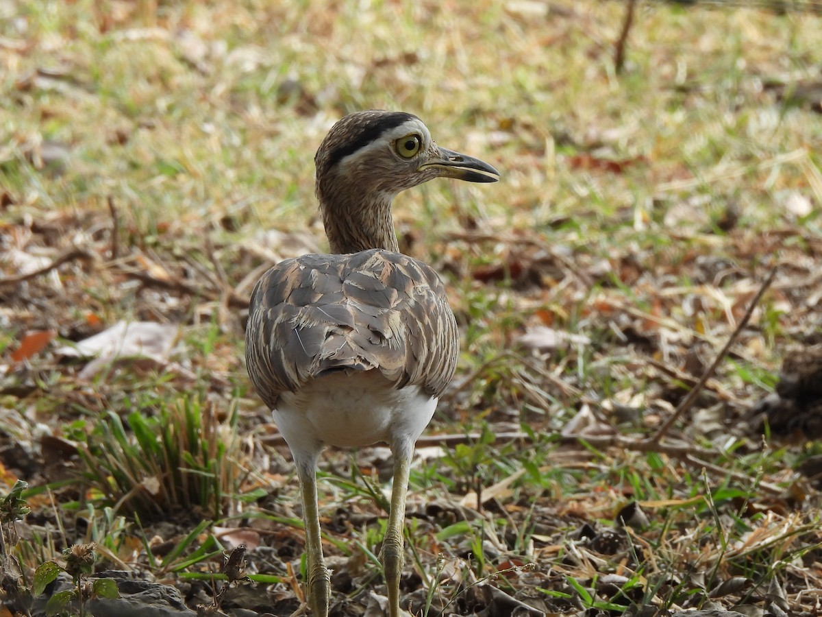 Double-striped Thick-knee - ML649436415