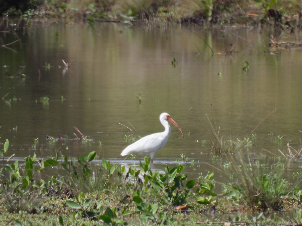 White Ibis - ML649436457