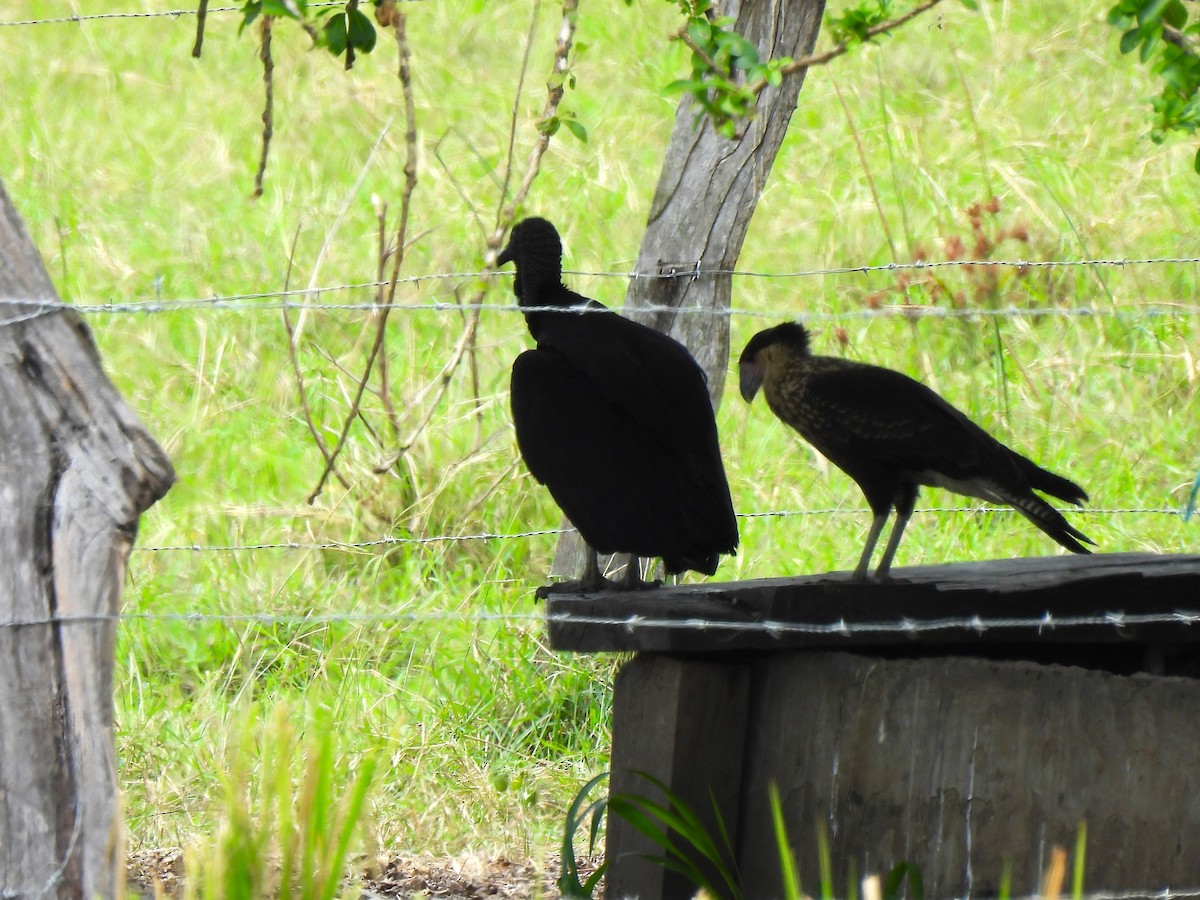 Crested Caracara - ML649436516