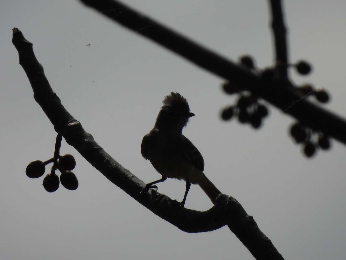 Northern Beardless-Tyrannulet - ML649436652