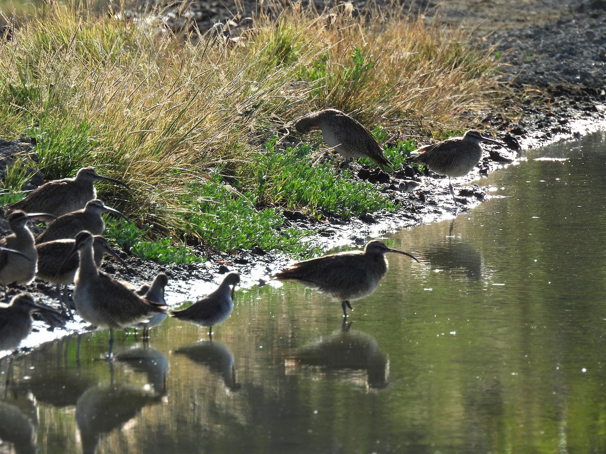 Hudsonian Whimbrel - ML649436997