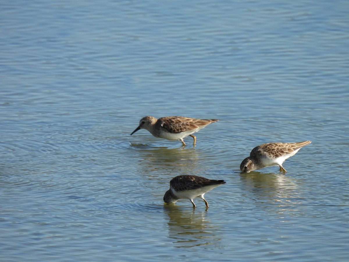 Least Sandpiper - ML649437067