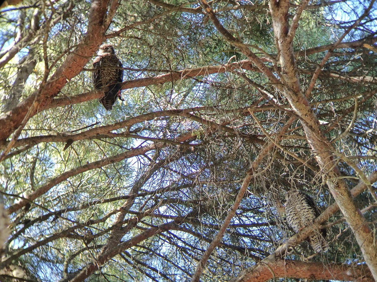 Сова-голконіг гігантська - ML649437084