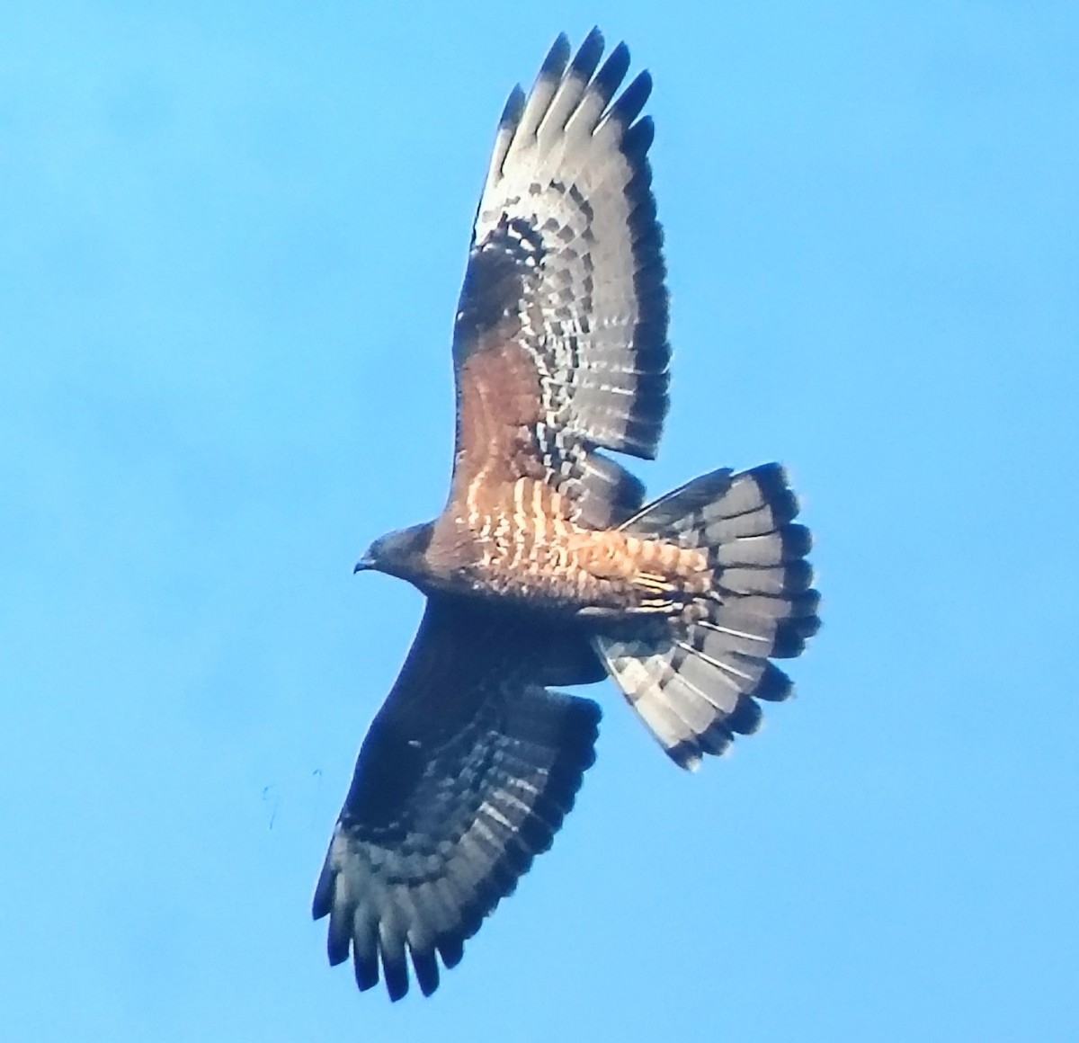 Wespenbussard - ML649437154