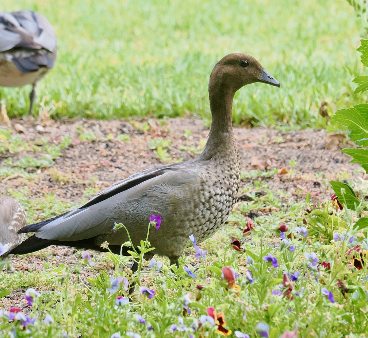 kachnička hřívnatá - ML649437200