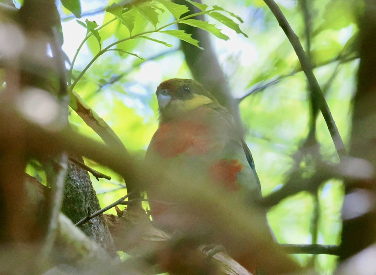 rosela žlutolící - ML649437212