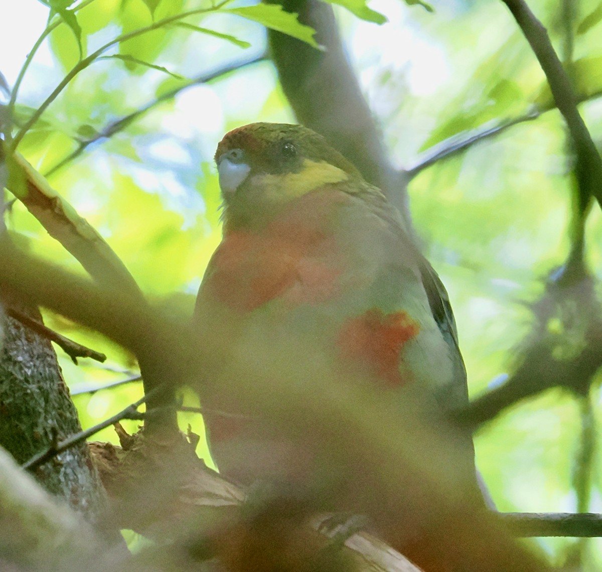 rosela žlutolící - ML649437213