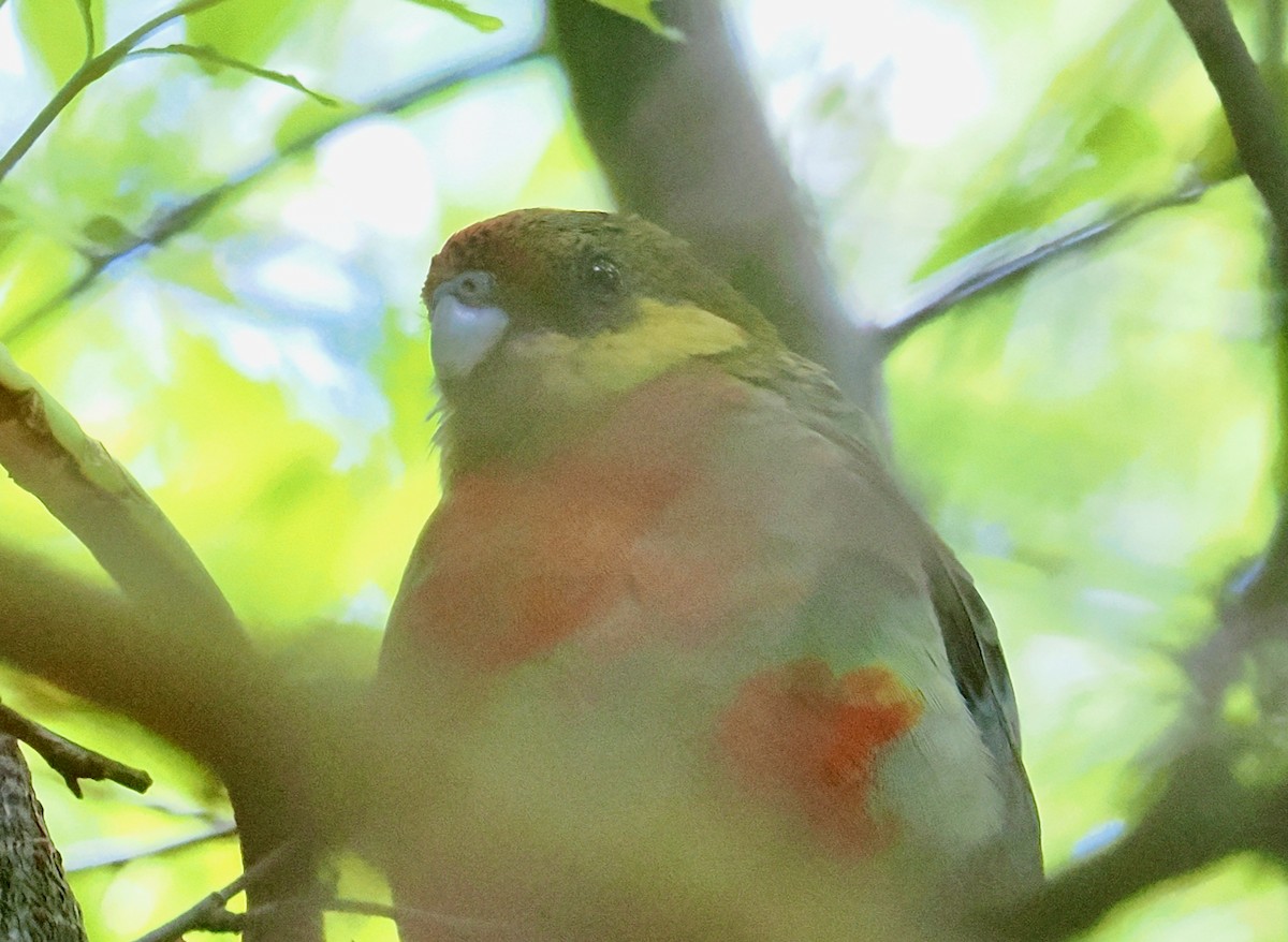 rosela žlutolící - ML649437214