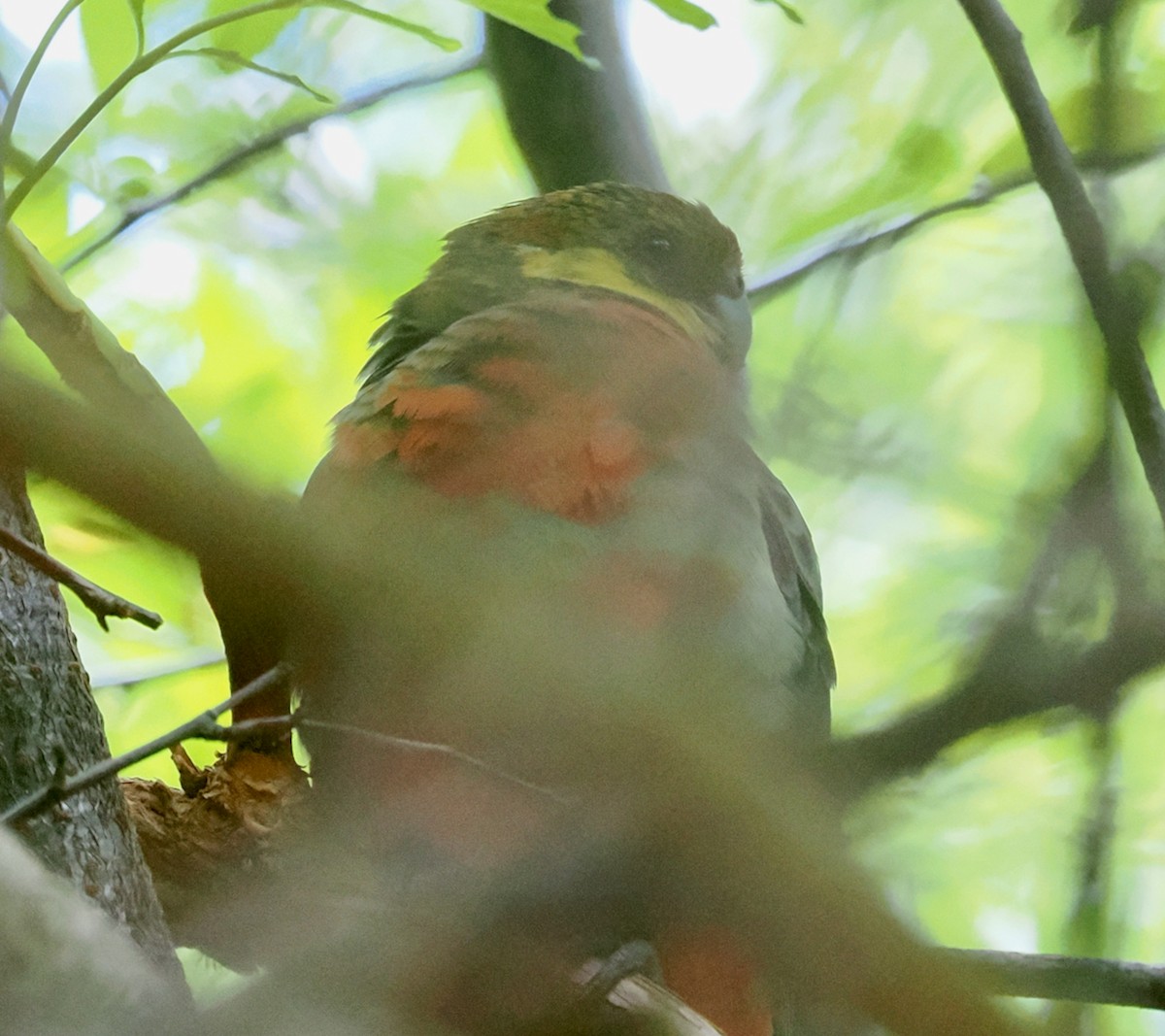 rosela žlutolící - ML649437215