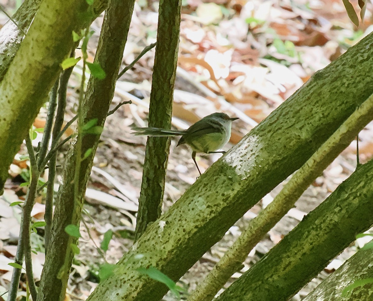 modropláštník západoaustralský - ML649437219