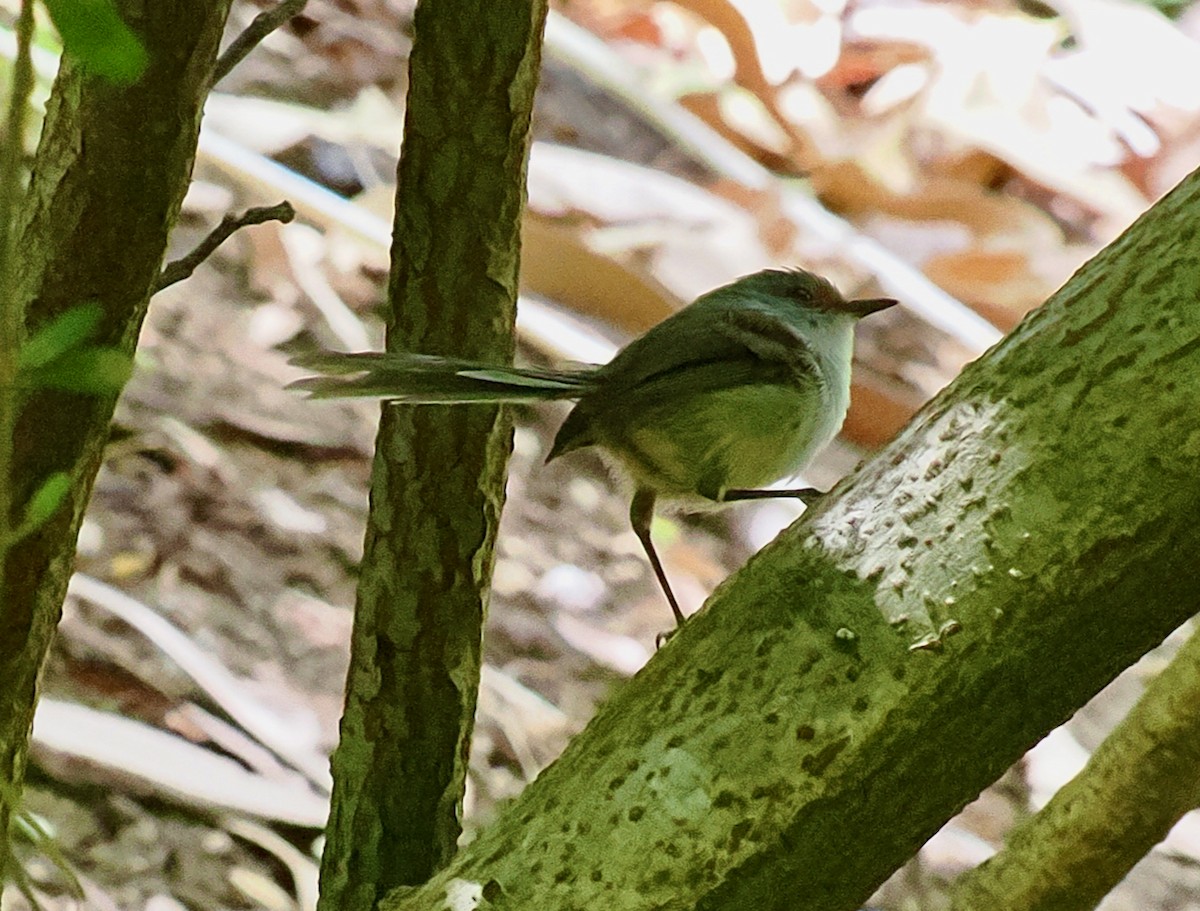 modropláštník západoaustralský - ML649437220