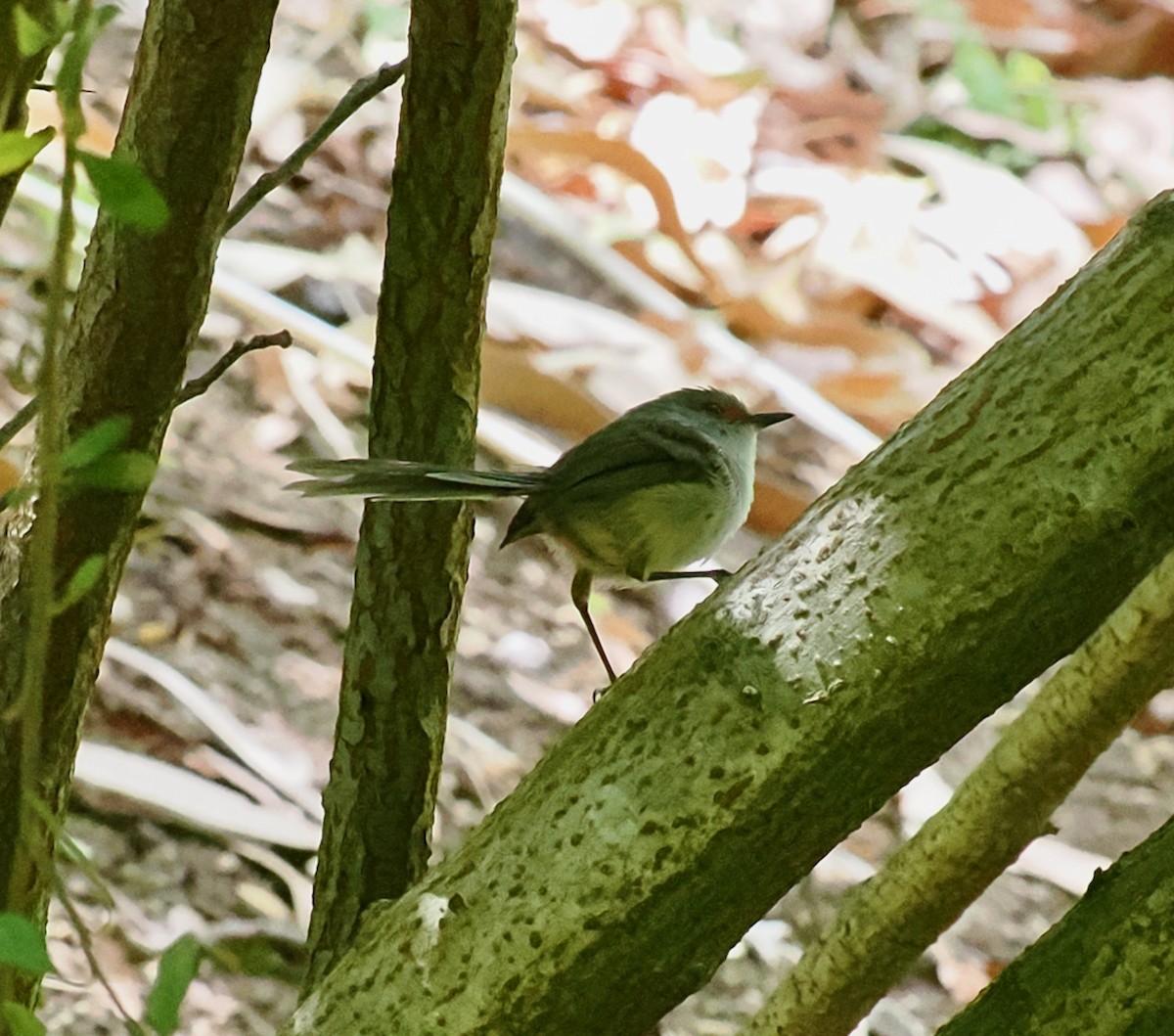 modropláštník západoaustralský - ML649437221