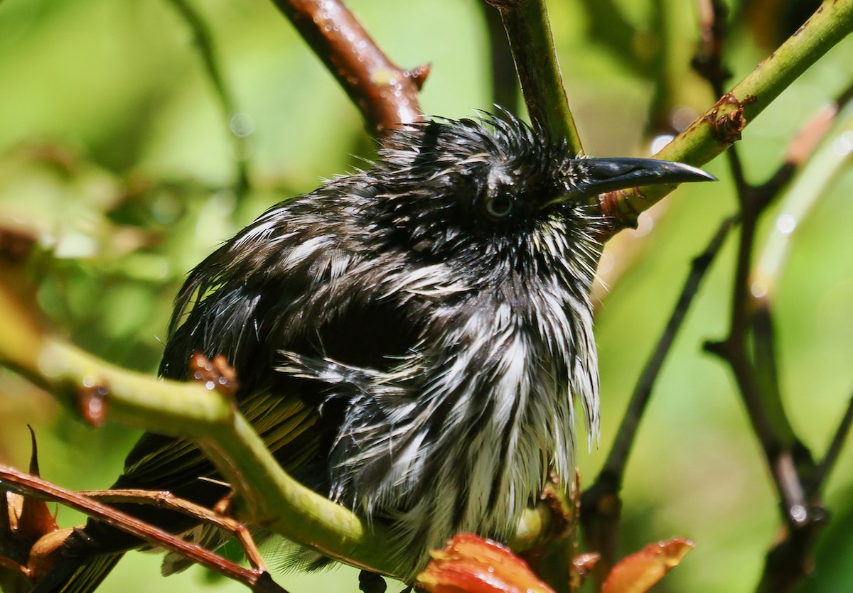 medosavka žlutokřídlá - ML649437232