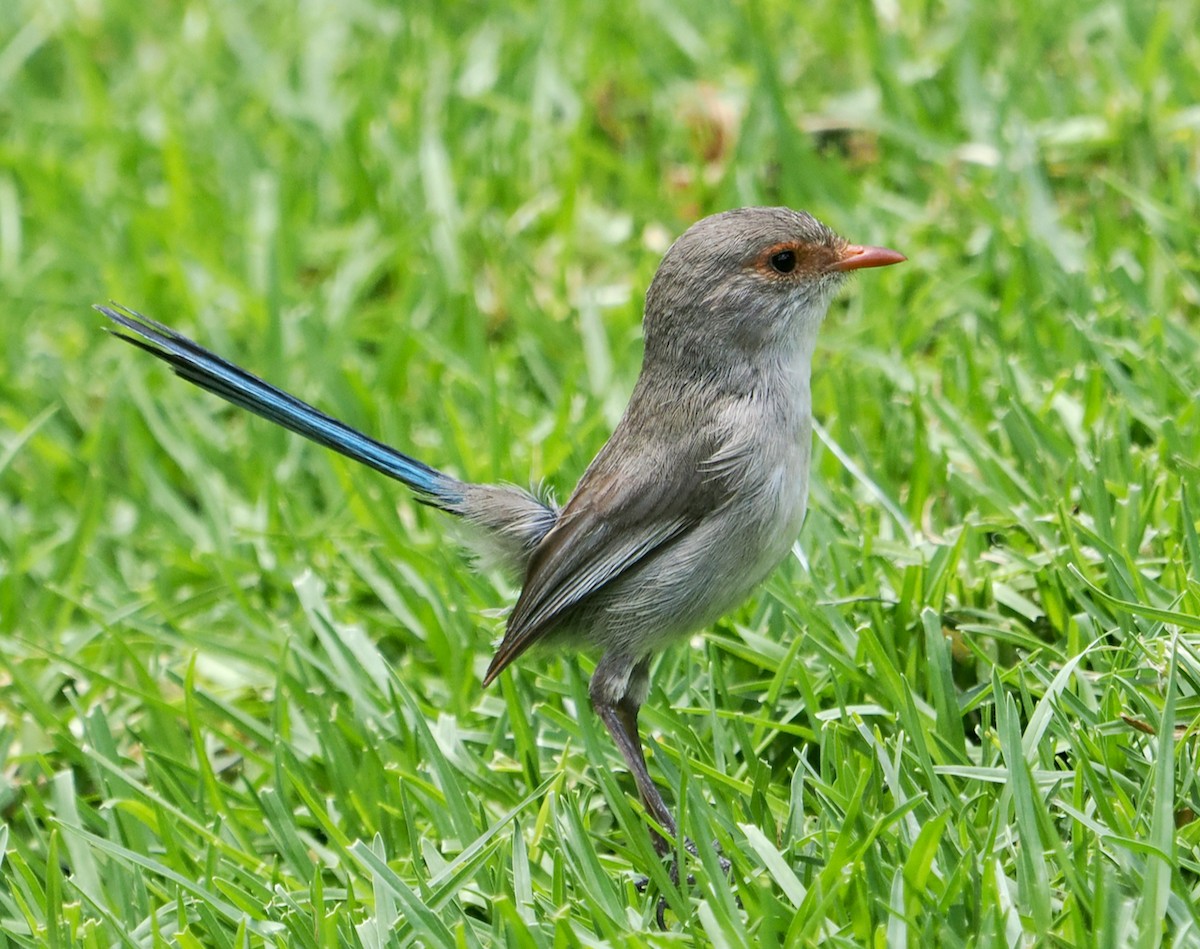 modropláštník modrofialový - ML649437235