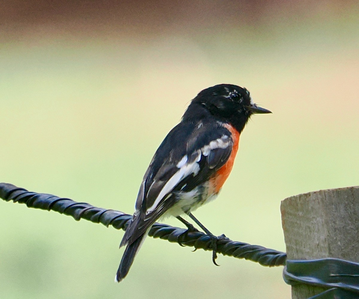 lejsčík šarlatový (ssp. campbelli) - ML649437237