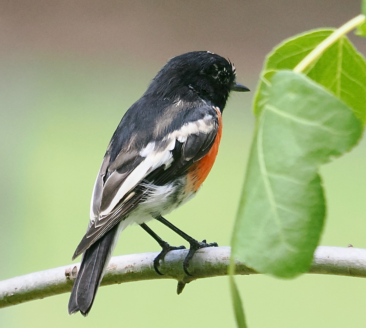 lejsčík šarlatový (ssp. campbelli) - ML649437238