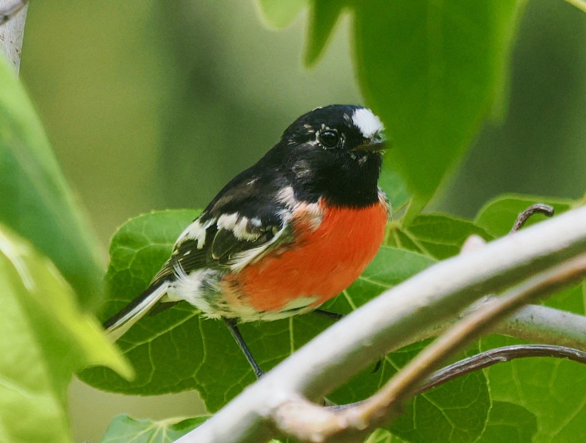 lejsčík šarlatový (ssp. campbelli) - ML649437239